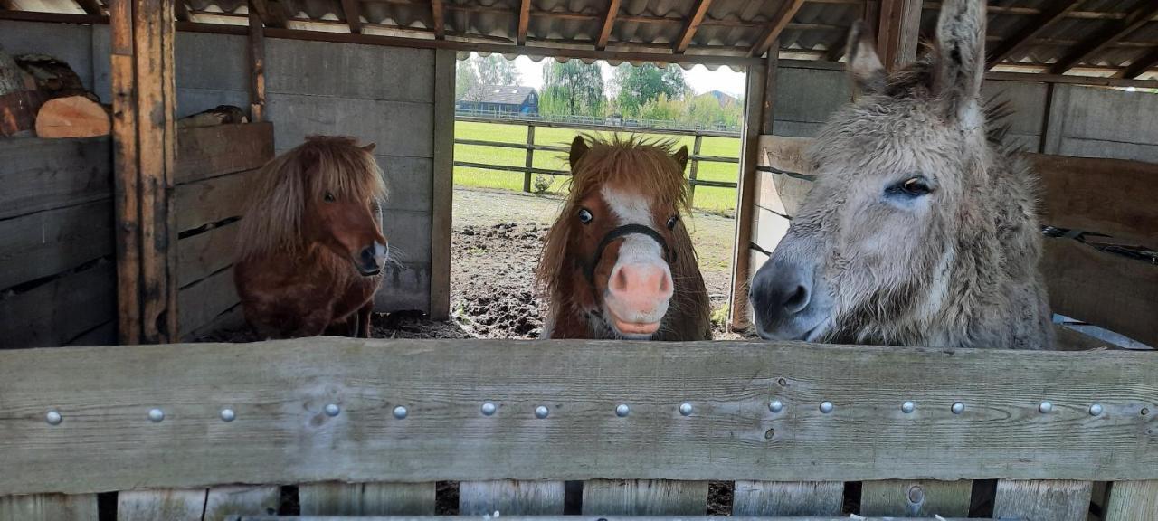 Vakantieboerderij Aardenhof Sevenum Bagian luar foto